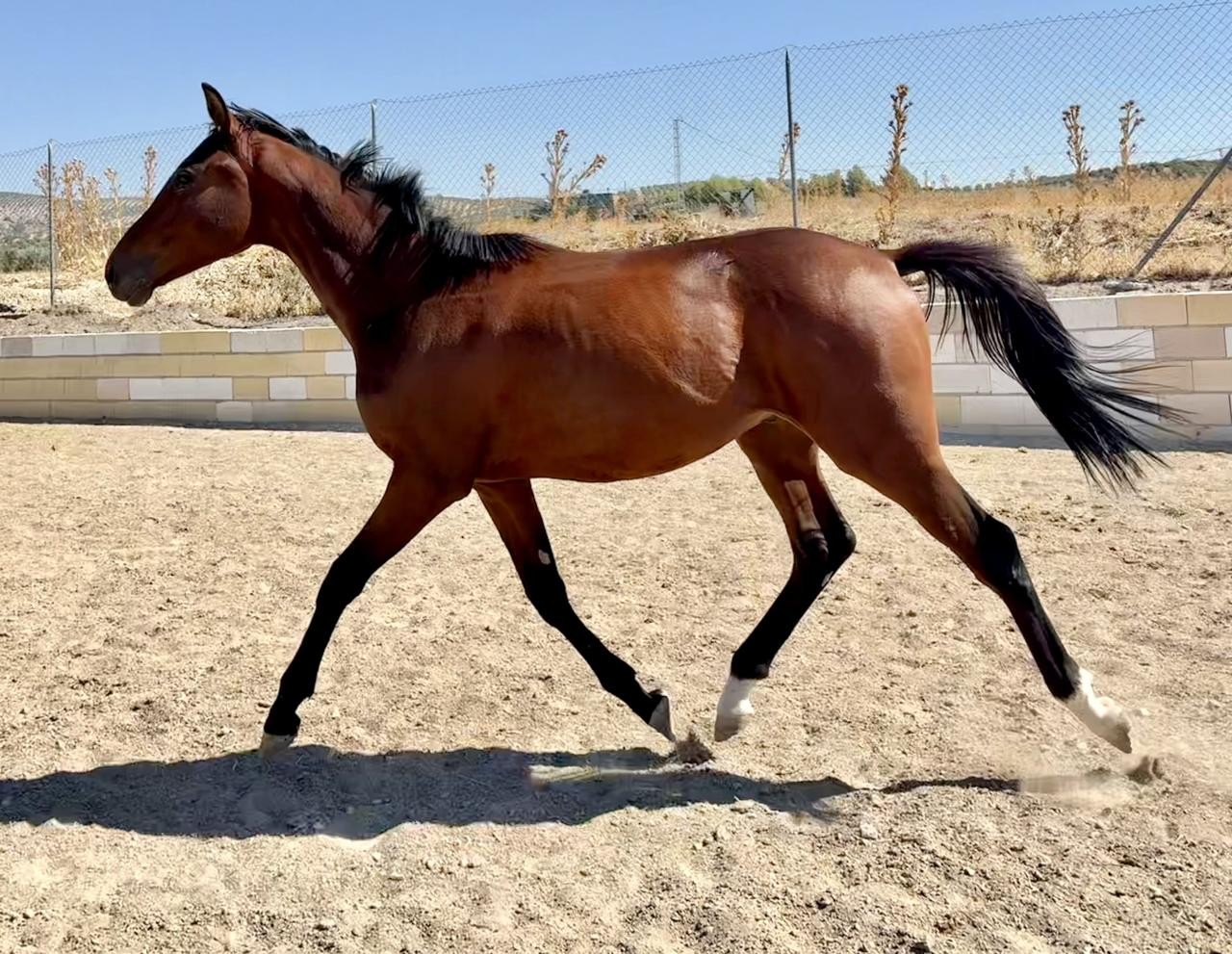 horse
